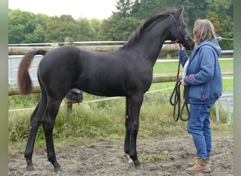 Hannoveraner, Hengst, 1 Jahr, 172 cm, Rappe