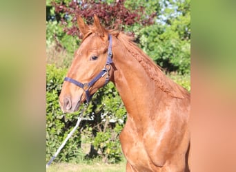 Hannoveraner, Hengst, 1 Jahr, 173 cm, Fuchs