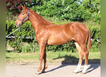 Hannoveraner, Hengst, 1 Jahr, 173 cm, Fuchs
