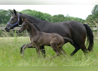 Hannoveraner, Hengst, 1 Jahr, 173 cm, Rappe