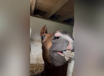 Hannoveraner, Hengst, 1 Jahr, 175 cm, Brauner