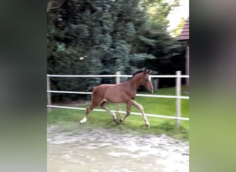 Hannoveraner, Hengst, 1 Jahr, 175 cm, Brauner