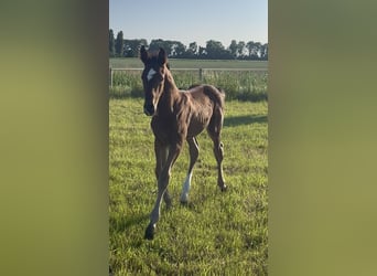 Hannoveraner, Hengst, 1 Jahr, 175 cm, Brauner