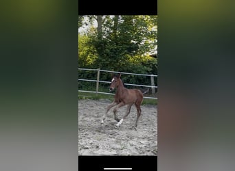 Hannoveraner, Hengst, 1 Jahr, 175 cm, Brauner