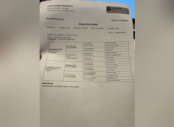 Hannoveraner, Hengst, 1 Jahr, 175 cm, Brauner