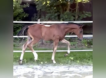 Hannoveraner, Hengst, 1 Jahr, 175 cm, Brauner