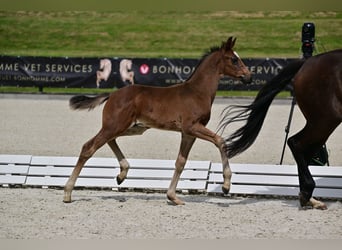 Hannoveraner, Hengst, 1 Jahr, Brauner