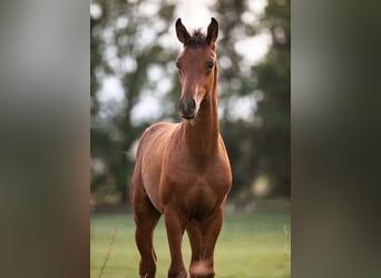 Hannoveraner, Hengst, 1 Jahr, Brauner