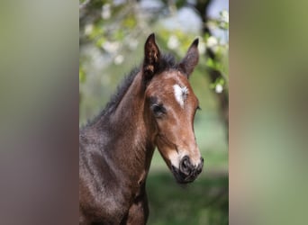 Hannoveraner, Hengst, 1 Jahr, Brauner