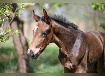 Hannoveraner, Hengst, 1 Jahr, Brauner