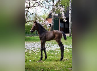 Hannoveraner, Hengst, 1 Jahr, Brauner