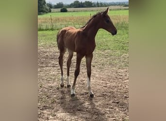 Hannoveraner, Hengst, 1 Jahr, Brauner