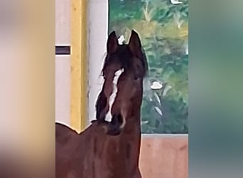 Hannoveraner, Hengst, 1 Jahr, Brauner