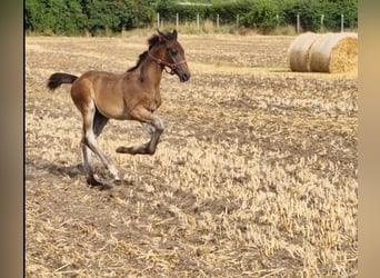 Hannoveraner, Hengst, 1 Jahr, Brauner