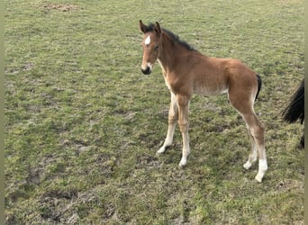 Hannoveraner, Hengst, 1 Jahr, Brauner