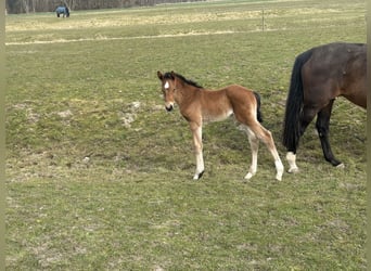 Hannoveraner, Hengst, 1 Jahr, Brauner