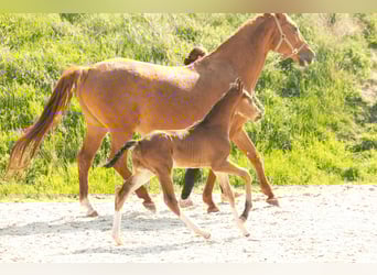 Hannoveraner, Hengst, 1 Jahr, Brauner