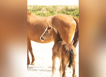 Hannoveraner, Hengst, 1 Jahr, Brauner