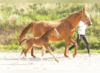 Hannoveraner, Hengst, 1 Jahr, Brauner