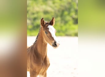 Hannoveraner, Hengst, 1 Jahr, Brauner