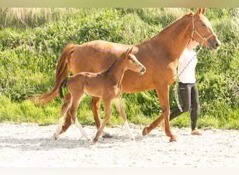 Hannoveraner, Hengst, 1 Jahr, Brauner
