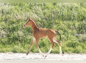 Hannoveraner, Hengst, 1 Jahr, Brauner