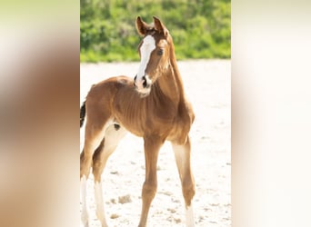 Hannoveraner, Hengst, 1 Jahr, Brauner