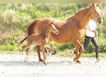 Hannoveraner, Hengst, 1 Jahr, Brauner