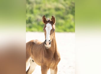 Hannoveraner, Hengst, 1 Jahr, Brauner