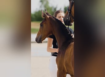 Hannoveraner, Hengst, 1 Jahr, Brauner