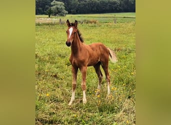 Hannoveraner, Hengst, 1 Jahr, Brauner