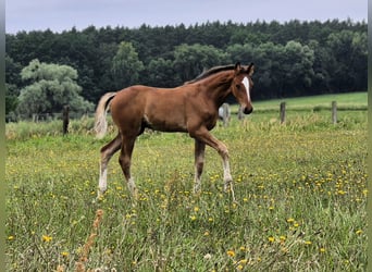 Hannoveraner, Hengst, 1 Jahr, Brauner