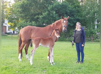 Hannoveraner, Hengst, 1 Jahr, Brauner
