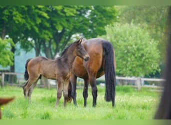 Hannoveraner, Hengst, 1 Jahr, Brauner