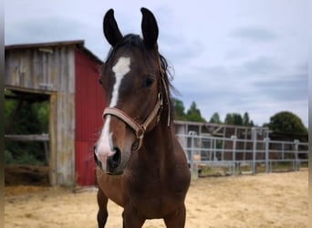 Hannoveraner, Hengst, 1 Jahr, Brauner