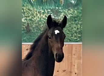 Hannoveraner, Hengst, 1 Jahr, Dunkelbrauner
