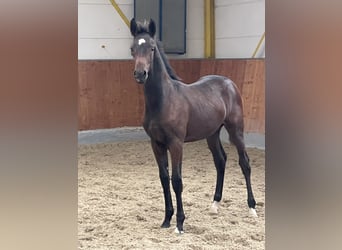 Hannoveraner, Hengst, 1 Jahr, Dunkelbrauner