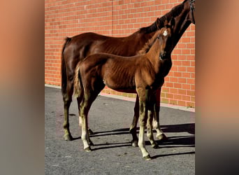Hannoveraner, Hengst, 1 Jahr, Dunkelfuchs