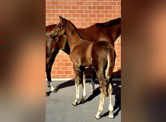 Hannoveraner, Hengst, 1 Jahr, Dunkelfuchs