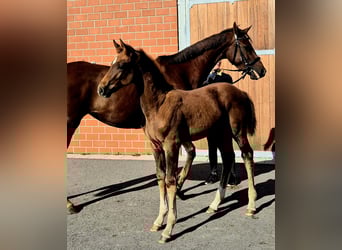 Hannoveraner, Hengst, 1 Jahr, Dunkelfuchs