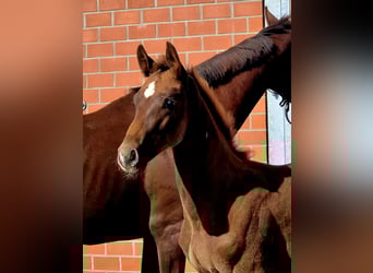 Hannoveraner, Hengst, 1 Jahr, Dunkelfuchs