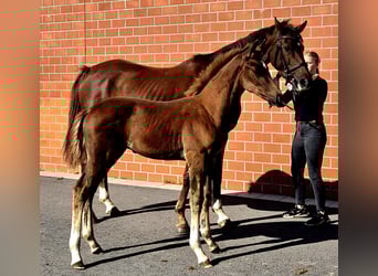 Hannoveraner, Hengst, 1 Jahr, Dunkelfuchs
