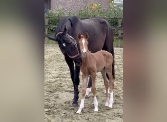Hannoveraner, Hengst, 1 Jahr, Dunkelfuchs