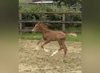 Hannoveraner, Hengst, 1 Jahr, Dunkelfuchs