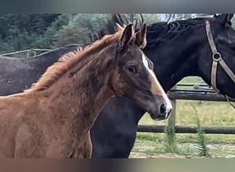 Hannoveraner, Hengst, 1 Jahr, Dunkelfuchs
