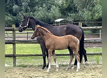 Hannoveraner, Hengst, 1 Jahr, Dunkelfuchs