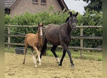 Hannoveraner, Hengst, 1 Jahr, Dunkelfuchs
