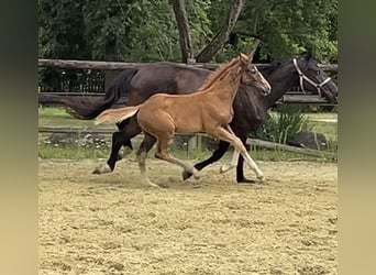 Hannoveraner, Hengst, 1 Jahr, Dunkelfuchs