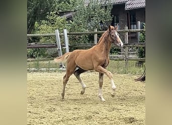 Hannoveraner, Hengst, 1 Jahr, Dunkelfuchs