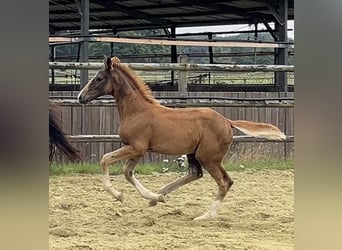 Hannoveraner, Hengst, 1 Jahr, Dunkelfuchs
